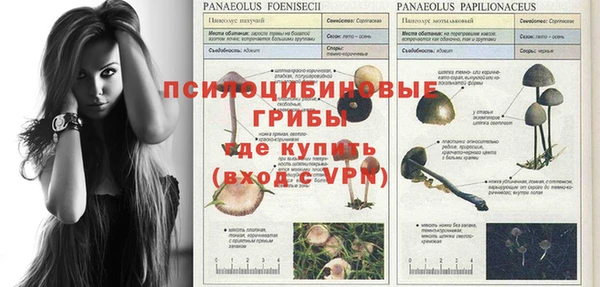 гидра Бородино